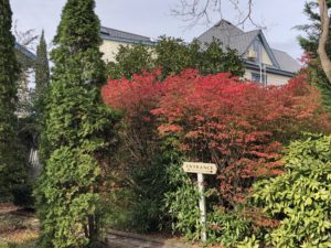 Burning Bush in garden