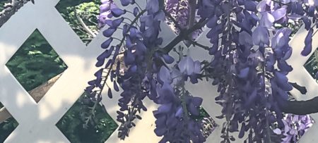 purple wisteria on transom